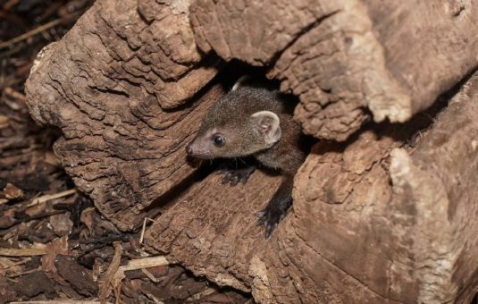 Willkommen „Izani“: Weiblicher Ringelschwanzmungo im Kölner Zoo geboren