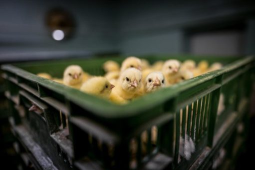 Kükentöten für Eier und Foie-Gras: Animal Society e.V. und weitere Organisationen fordern EU-weites Verbot