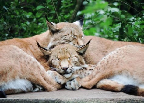 Luchs-Drillinge im Wildpark Schwarze Berge