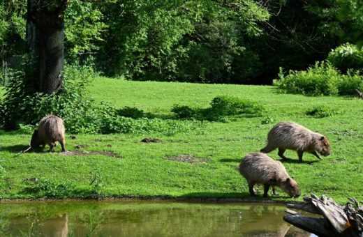 Hellabrunn hat wieder weibliche Verstärkung bei den Capybaras