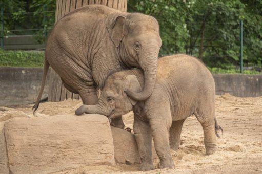 Hagenbeck trauert um Elefantenbulle Raj