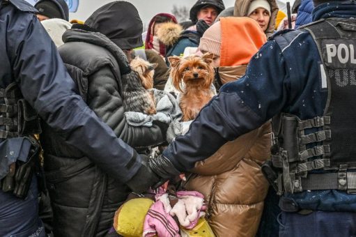 Tierschutz in der Ukraine: 26 Organisationen fordern EU-Institutionen zum Handeln auf