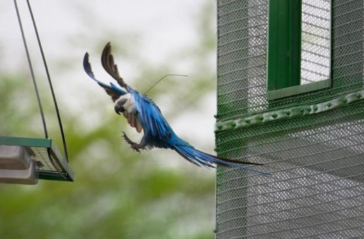 Weltsensation: Rückkehr einer in freier Wildbahn ausgerotteten Papageienart