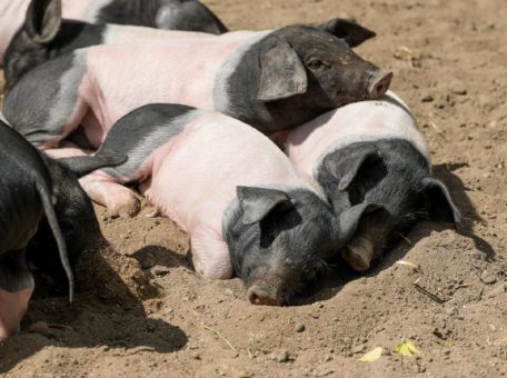 Alle neune: Schwäbisch-Hällische Ferkel im Kölner Zoo geboren