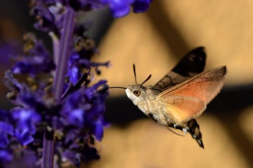 NABU: „Kolibris“ zu Besuch im Garten