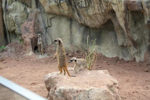 Hellabrunn hat wieder Erdmännchen in der Geozone Afrika