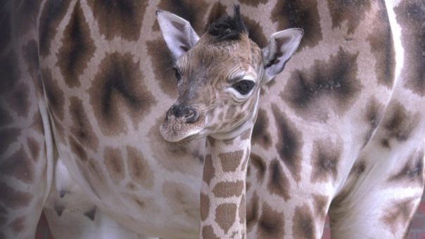 Stolze 60 kg Geburtsgewicht