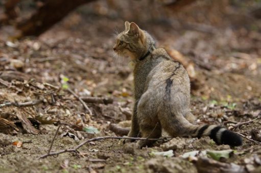 Aufgefundene Wildkatze nach Aufzucht wieder im Nationalpark freigesetzt