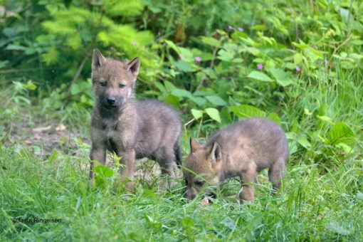 Wölfin Noki hat sieben Welpen im WildtierPark Edersee geboren