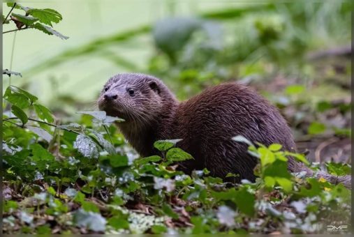 Neue Fischotter schwimmen ab Mittwoch im Teich des WildtierParks