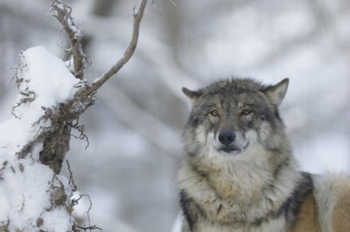 Uni Gießen erforscht Verhalten der Wölfe im WildtierPark Edersee