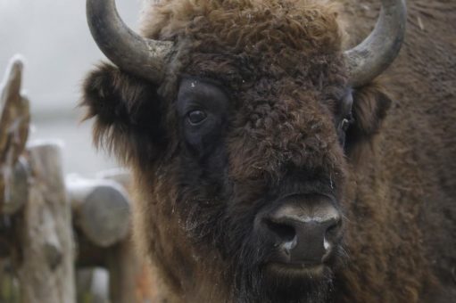 WildtierPark Edersee können derzeit nur Geimpfte und Genesene besuchen