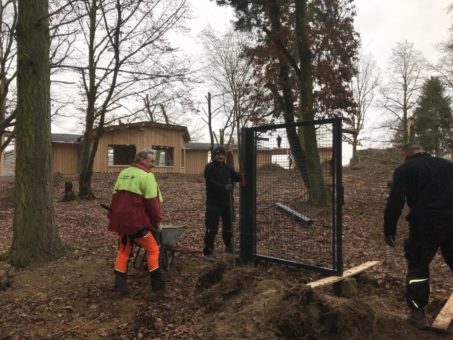 Neues Gehege für Wildkatzen entsteht im WildtierPark Edersee