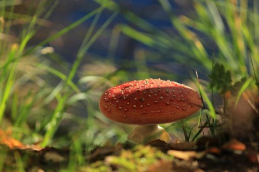 Nächstes Wochenende: geführte Wanderungen im herbstlichen Nationalpark