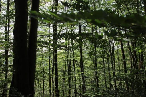 Wanderungen im Nationalpark auf Niederländisch, mit Familie, Ranger, zur Mühlecke oder auf barrierearmen Wegen