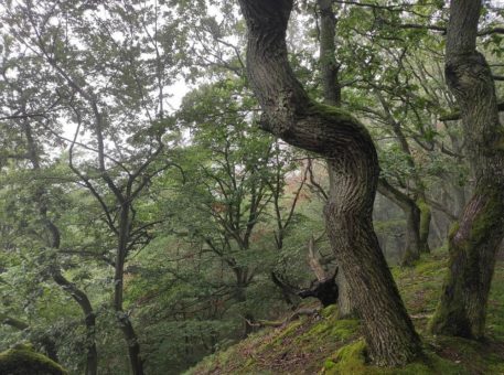 Wanderungen mit dem Ranger im WildtierPark und  auf Niederländisch oder bewusst im Erweiterungsgebiet