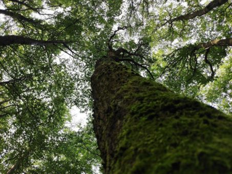 Wanderungen im Nationalpark zu besonderen Bäumen, auf der Bösenbergroute und über Pfade und Steige