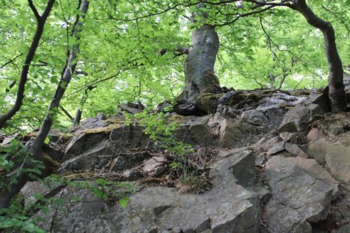 Wanderungen für alle am Sonntag im Nationalpark