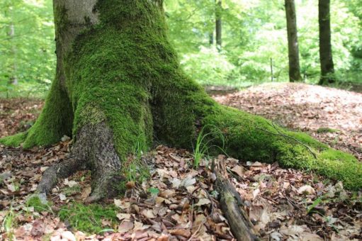 Wanderungen im Nationalpark zu kulturhistorischen Zeugnissen, ins Weltnaturerbe oder per Rad