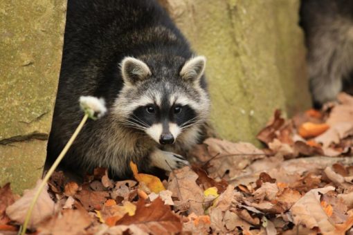 Vortrag & Forum: Invasive Arten im Nationalpark Kellerwald-Edersee