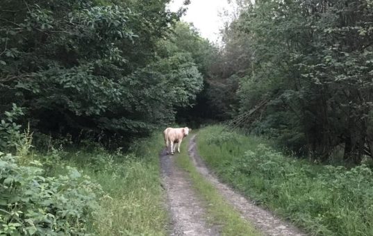 Entlaufene Rinder unterwegs im Nationalpark bei Frankenau –  Sichtungen bitte melden