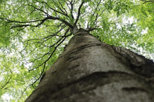 Ab Freitag, 18. Juni öffnen das NationalparkZentrum und die KellerwaldUhr und auch geführte Wanderungen werden wieder angeboten