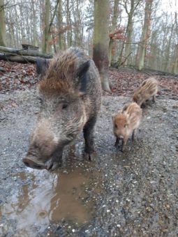 Der WildtierPark Edersee öffnet Ende nächster Woche