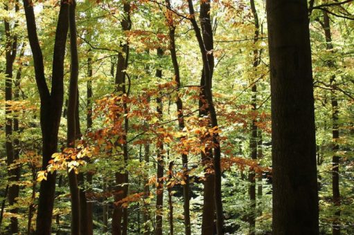 Bunte werdende Wildnis erleben: Achtsamkeits- und Indiansummer-Wanderung im Nationalpark