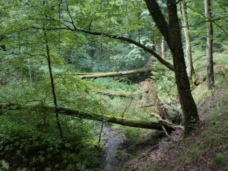 Deutsche Waldtage – im Nationalpark finden dazu zwei Führungen statt