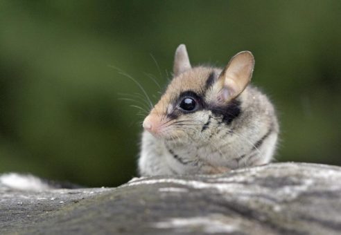 Noch Plätze frei für Vortrag & Forum im NationalparkZentrum