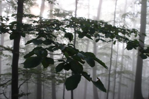 Erlebnistag zum Rothirsch in der WildnisSchule- Wanderungen für alle zum Hagenstein und ins Welterbe