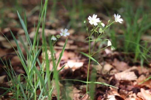 Keine Veranstaltungen von Naturpark und Nationalpark Kellerwald-Edersee zum ersten Mai-Wochenende