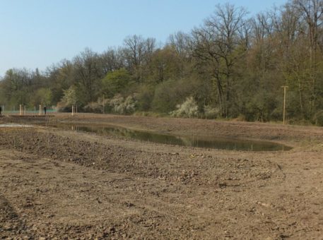 Naturschutz im Eichwald West: Stadtwerke bauen neues Biotop für Amphibien