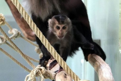 Eine der seltensten Primatenarten der Erde – Kölner Zoo freut sich über Bartaffen-Jungtier