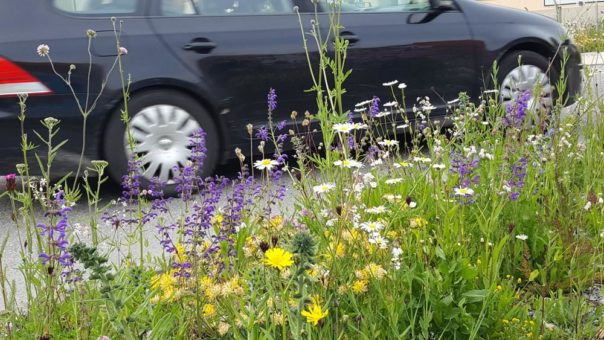 Sieben Städte erhalten Label „StadtGrün naturnah“- bereits vier gelabelte Kommunen ließen sich rezertifizieren