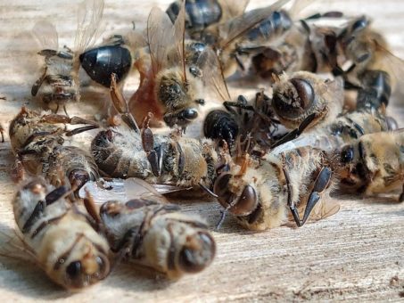 Nationalparkforscher referiert am 6. Juli zum Insektensterben in Mitteleuropa