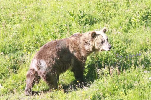 Bär Sam geniesst sein erstes Bad im Arosa Bärenland