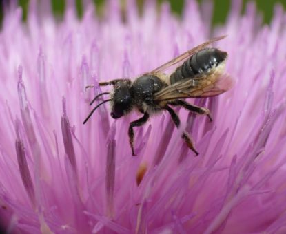 Seltene Wildbiene im Botanischen Garten München-Nymphenburg entdeckt