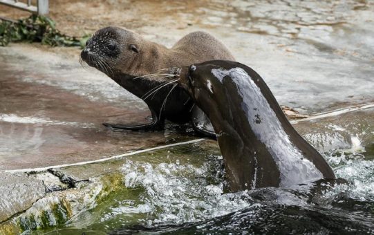 Badespaß mit Jungtier: Nachwuchs bei den Kalifornischen Seelöwen im Kölner Zoo