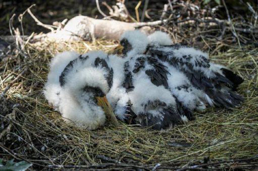 Drei Schwarzstörche im Kölner Zoo geschlüpft