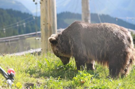 Mutige Schritte in ein neues Leben! Bärin Jamila erkundet zum ersten Mal die Aroser Natur