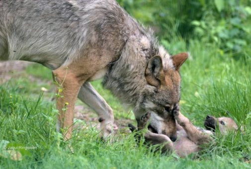 Namen für die Wolfswelpen im WildtierPark Edersee stehen fest