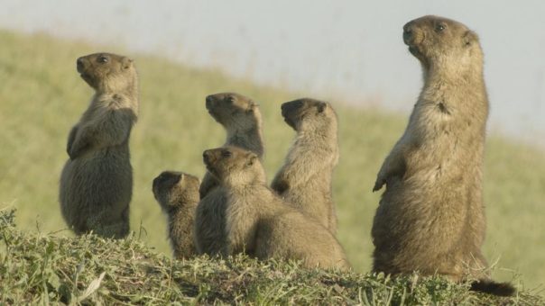 Vorverkauf für NaturVision Filmfestival ONLINE gestartet