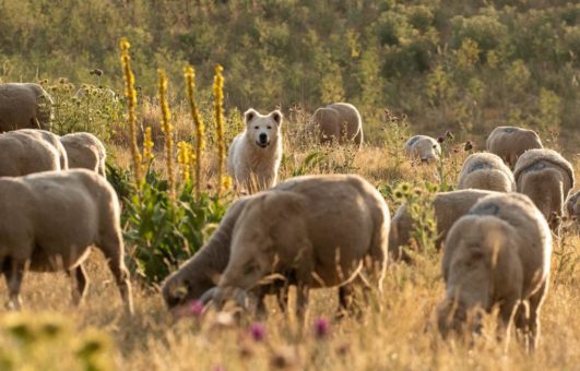 Das NaturVision Filmfestival 2020: in Zeiten großer Herausforderungen ist UMDENKEN wichtiger denn je