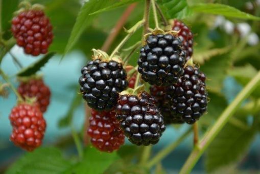 Die Brombeeren sind reif