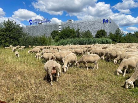 Natürlich mähen: Schafe weiden am Airport