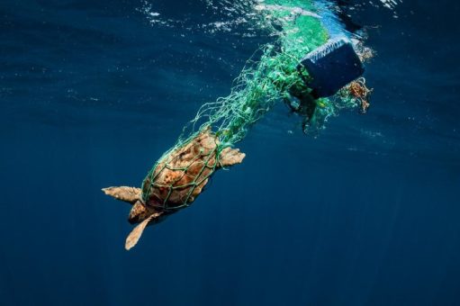 NaturVision Filmfestival mit „Helden der Meere“ eröffnet