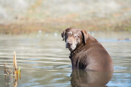 Der herzkranke Hund im Sommer