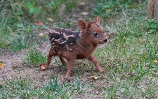 Kleinster Hirsch der Welt:   Pudu „Alvess“ im Kölner Zoo geboren