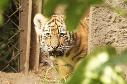 Tigerjungtiere erobern Hagenbeck-Anlage